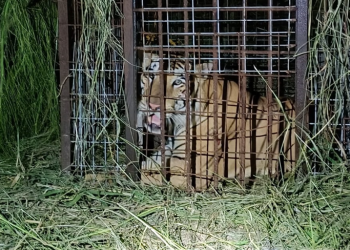 Capturan al enorme tigre que andaba suelto en Reynosa