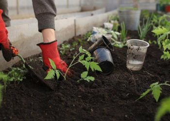 Existe un futuro sostenible alimentario: Daniel Madariaga Barrilado