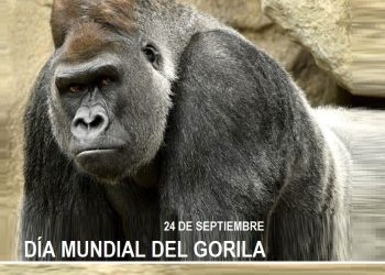 Día Mundial del Gorila