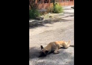 VIDEO: Evidencian a mujer por arrastrar a perrito con camioneta en Tlaquepaque