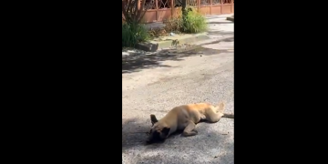VIDEO: Evidencian a mujer por arrastrar a perrito con camioneta en Tlaquepaque