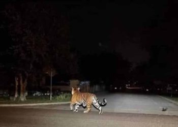 Reportan ataque del tigre que se escapó en Reynosa