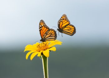 En Tamaulipas capacitan a ejidatarios de la Sierra Madre para cuidar a la mariposa Monarca