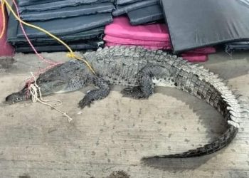 Exhortan a bañistas extremar precauciones por el avistamiento de cocodrilos en la bahía de Acapulco
