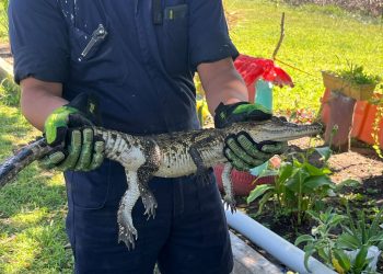 Cocodrilo irrumpe en escuela de Veracruz