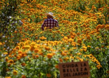 Un campo de la flor cempasúchil adorna Nuevo León