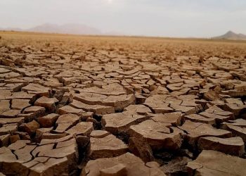 Por sequía, Sonora dejará de producir 1 millón de toneladas de trigo