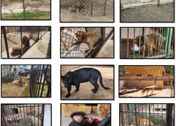 Aseguran 27 animales exóticos en Edomex