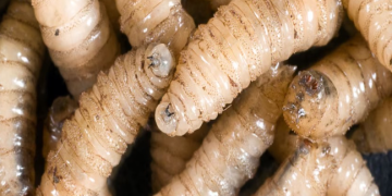 Niegan plaga de Gusano Barrenador en México