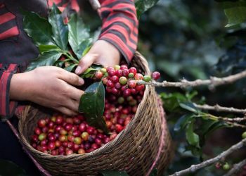 Ricardo José Haddad Musi ve crecimiento del café oaxaqueño a nivel mundial