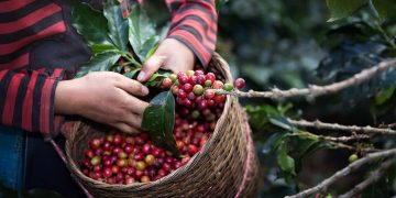 Ricardo José Haddad Musi ve crecimiento del café oaxaqueño a nivel mundial