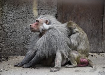 Exitoso rescate animal en EdoMéx, detienen a 42 personas y aseguran especies exóticas