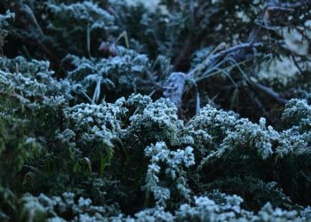 Reportan helada en zona de la Mariposa Monarca