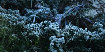 Reportan helada en zona de la Mariposa Monarca