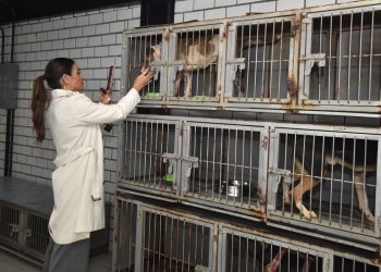 Alessandra Rojo de la Vega va por rescate de hotel para perros y gatos