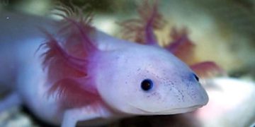 Investigadores realizan censo de axolotes en Xochimilco tras una década