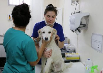 Senado aprueba reforma de Bienestar Animal, se eleva a rango constitucional la protección y el cuidado de los animales