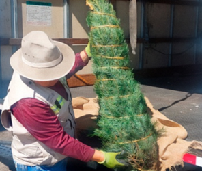Inicia Profepa operativo de revisión de árboles de navidad importados