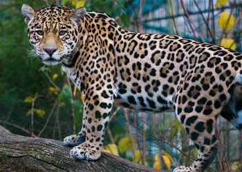 Solo 26.9% de paisajes prioritarios para el jaguar en México están conservados, afirma WWF