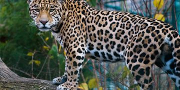 Solo 26.9% de paisajes prioritarios para el jaguar en México están conservados, afirma WWF