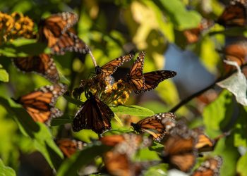Santuarios de la Monarca en Michoacán abren el 15 de noviembre