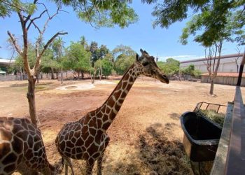 Desaparece jirafa del Zoológico de Culiacán, Sinaloa