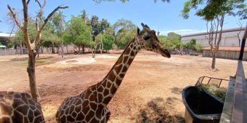 Desaparece jirafa del Zoológico de Culiacán, Sinaloa