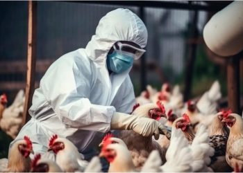 La OMS sube a 76 los casos de gripe aviar en humanos en 2024, pero mantiene la alerta baja