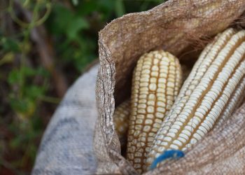 “El próximo año será el más bajo en produccion de maíz”: Anaya