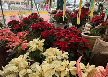 Bajan ventas de nochebuenas y piñatas en Hidalgo