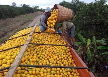 Prepara Tamaulipas exportación de 12 mil toneladas de cítricos a EU