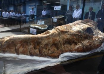 Perú expone un fósil de un pariente del tiburón blanco de 9 millones de años de antigüedad