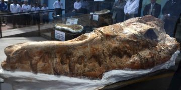 Perú expone un fósil de un pariente del tiburón blanco de 9 millones de años de antigüedad