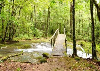 Bosques de Tamaulipas: en el olvido de los presupuestos oficiales