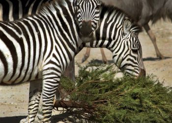 Como alimento o juguetes para los animales, en Africam Safari reciclan árboles de navidad
