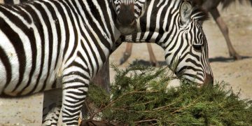 Como alimento o juguetes para los animales, en Africam Safari reciclan árboles de navidad