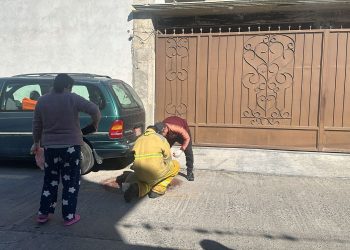 Conmociona crueldad animal en Ixmiquilpan
