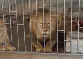 Rescatan a dos leones en Oriental, Puebla