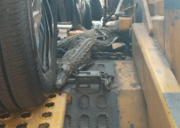 Guanajuato: Encuentran cocodrilos en camión tipo madrina, en Apaseo el Alto