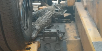 Guanajuato: Encuentran cocodrilos en camión tipo madrina, en Apaseo el Alto