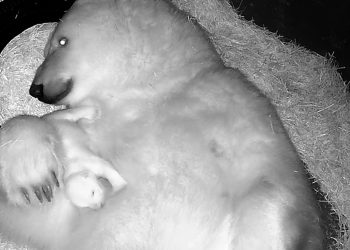 VIDEO | Nace en acuario de Brasil el primer oso polar de América Latina
