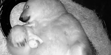 VIDEO | Nace en acuario de Brasil el primer oso polar de América Latina