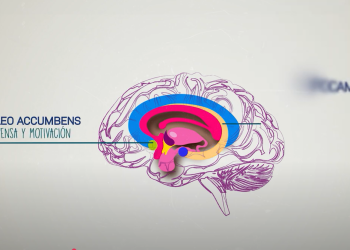 ¡Te amo con todo mi cerebro!