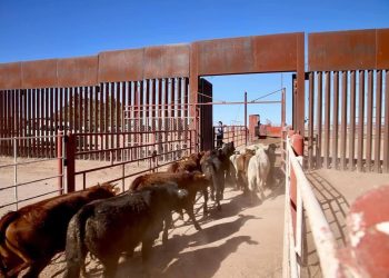 Sonora reactiva exportación de ganado a Estados Unidos