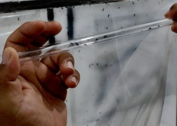 Refuerzan acciones en Veracruz contra el dengue