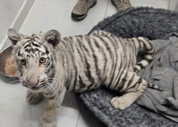 Aseguran cachorro de tigre de bengala durante cateo en Sonora