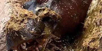 Este es el deplorable estado en que se encuentran los animales en el Zoológio de Wameru en Querétaro