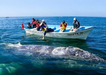 Iniciativa busca suspender llegada de cruceros a Bahía de Loreto para proteger ballenas