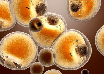 La edición genética de células grasas demuestra su potencial para combatir el cáncer