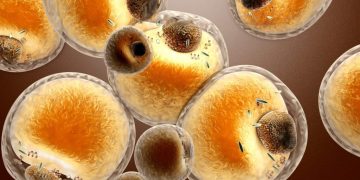 La edición genética de células grasas demuestra su potencial para combatir el cáncer